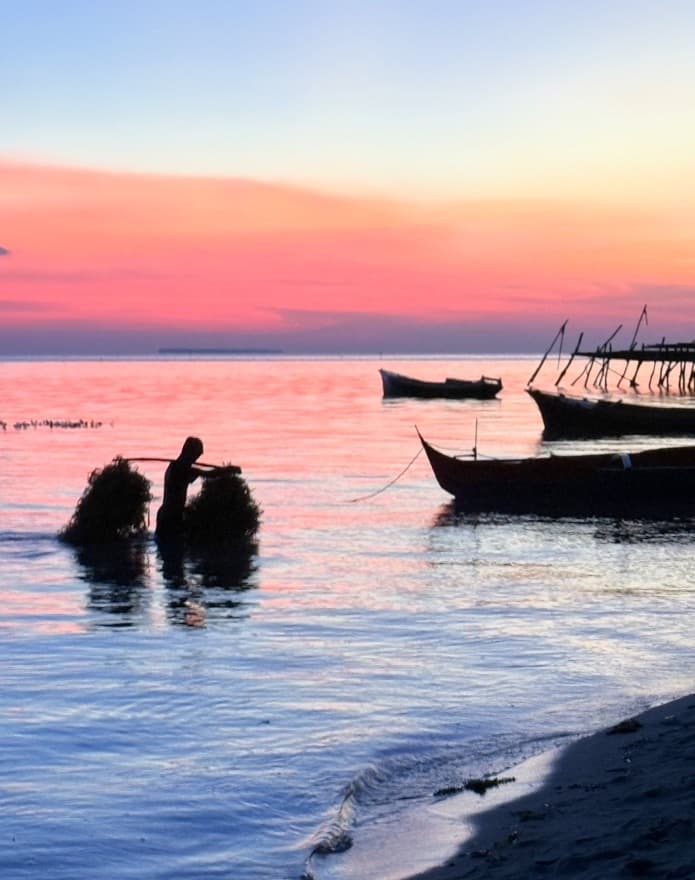 Silhouette of a person wading at sunset with two bundles of seaweed hung from a pole across their shoulders, past moored bangkas under a pink sky